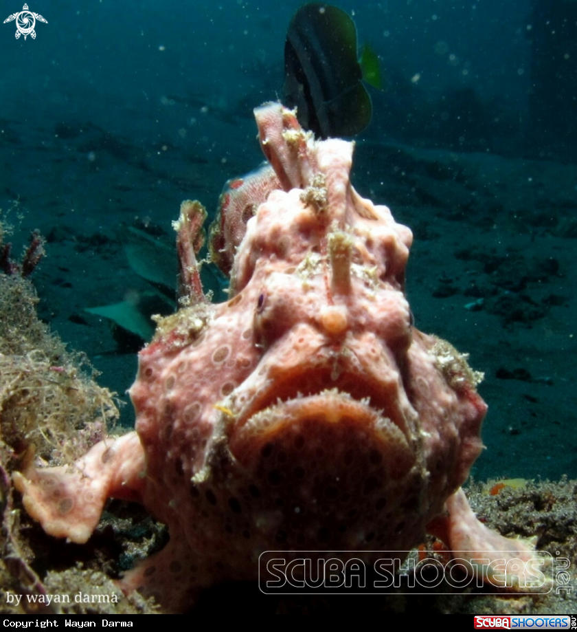 A Antenarius pictus 