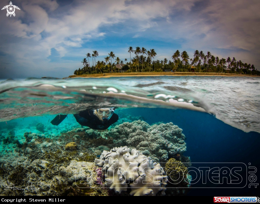 A Reeftop scene