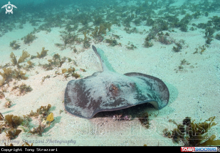 A Smooth bullray