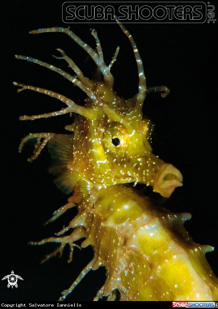 A underwater creature