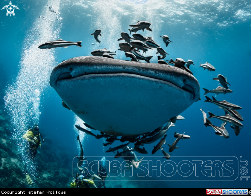 A Whale Shark