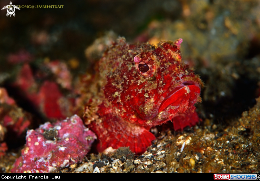 A Scorpionfish