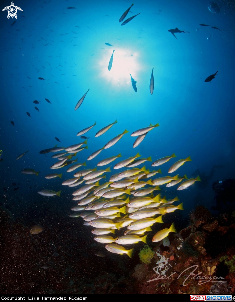 A School of yellow snappers