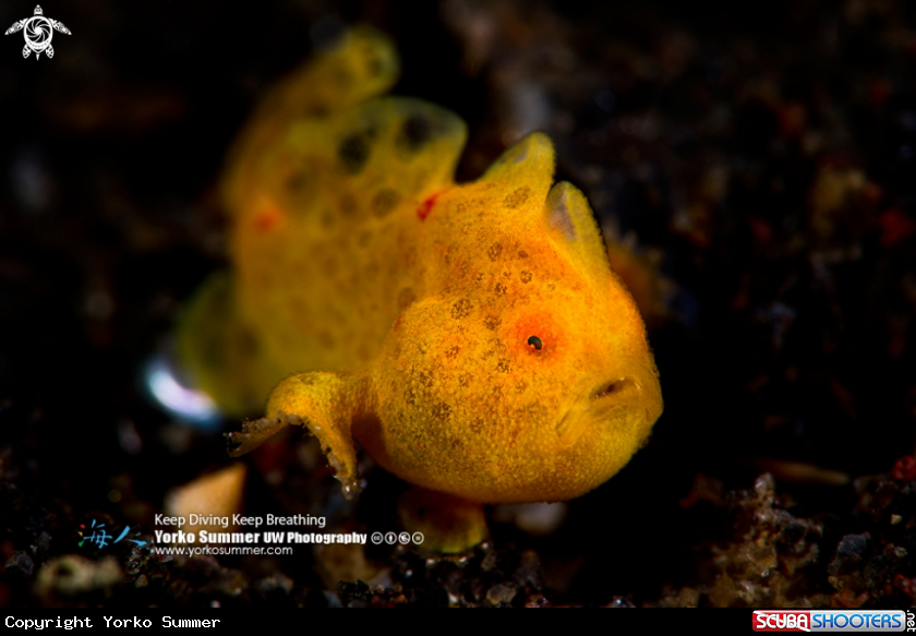 A Frogfish Juvenile