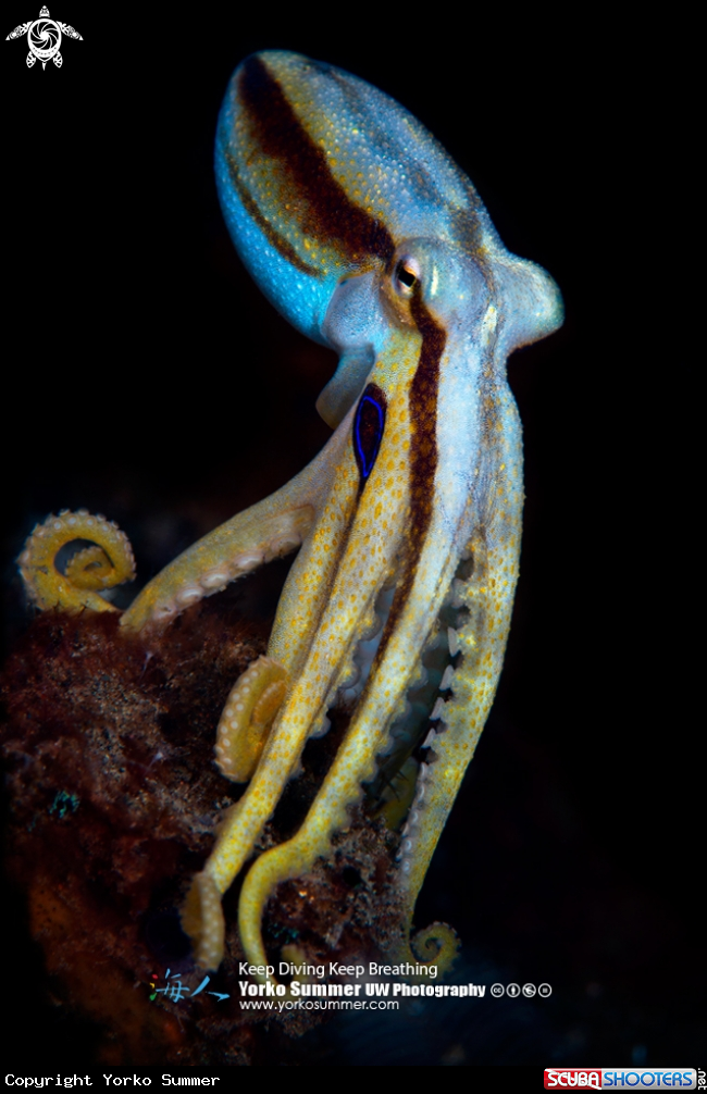 A Octopus