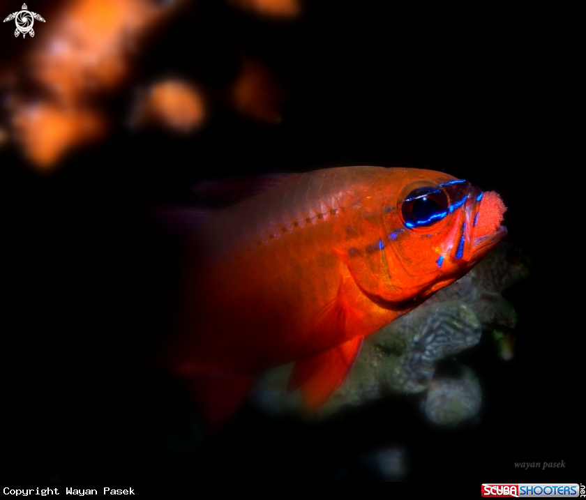 A Cardinalfish