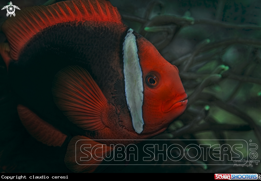 A clownfish
