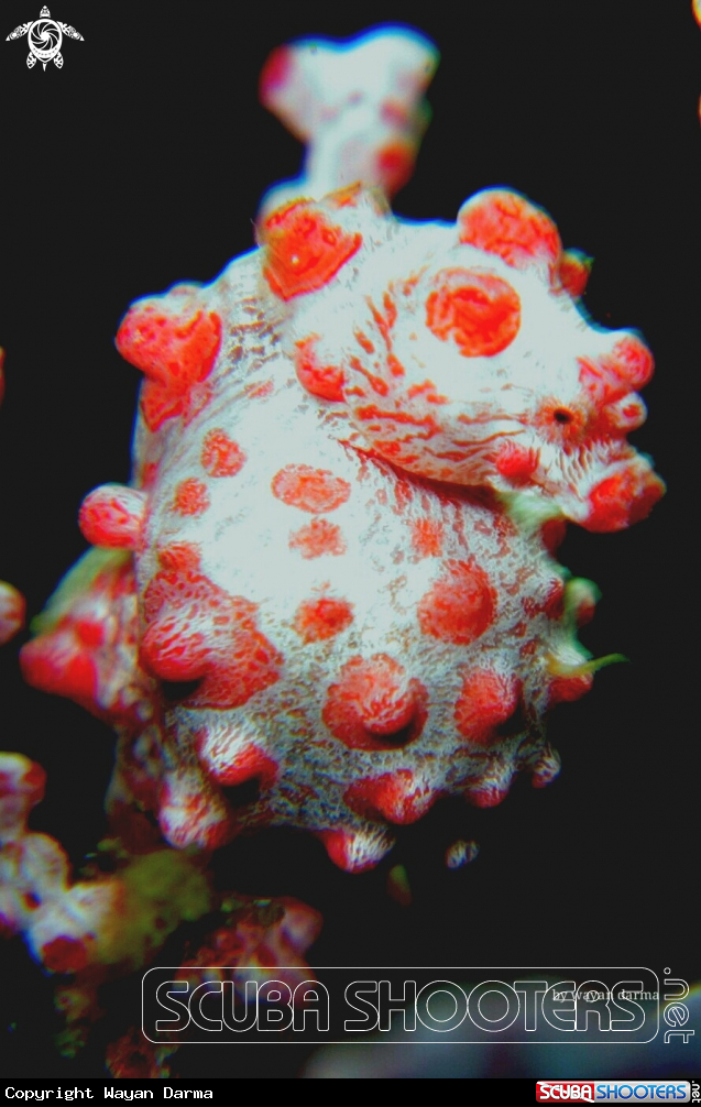 A Pet