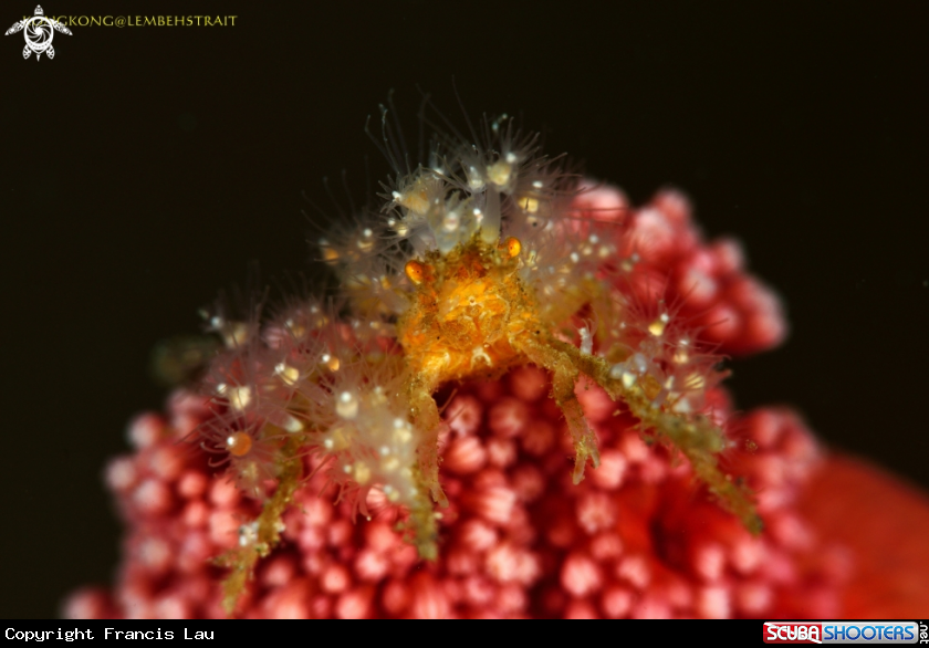 A Decorator crab