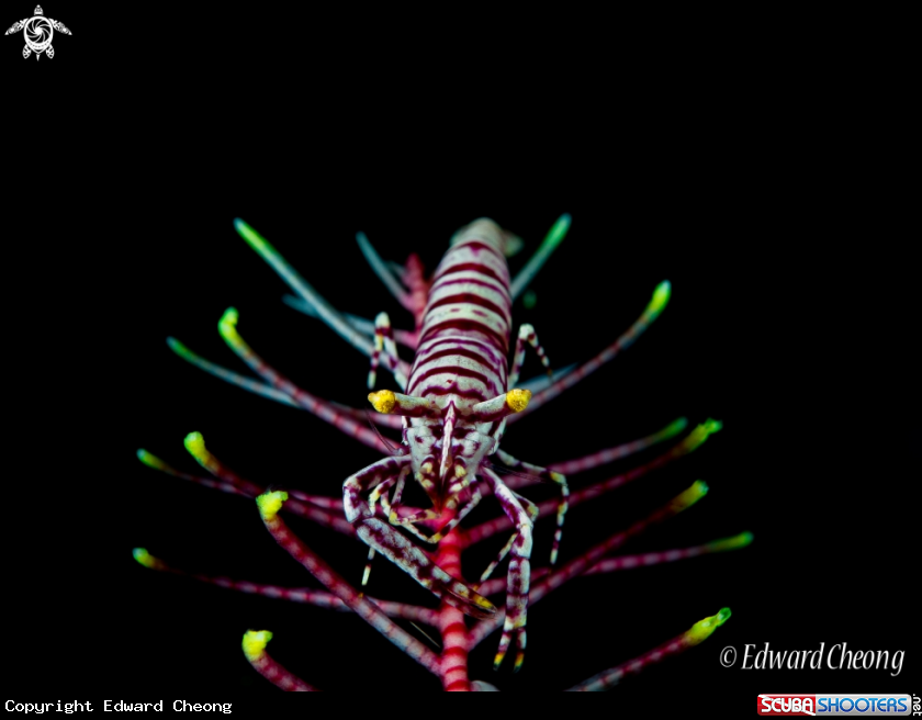 A Crinoid Shrimp