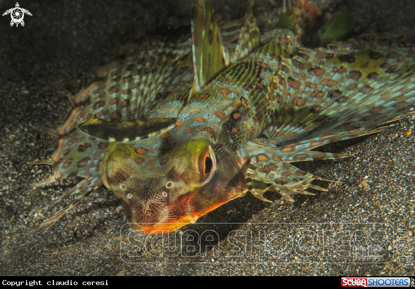 A pesce cappone o civetta 