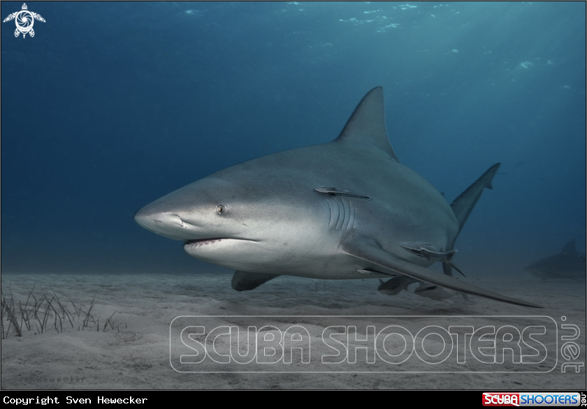 A bullshark