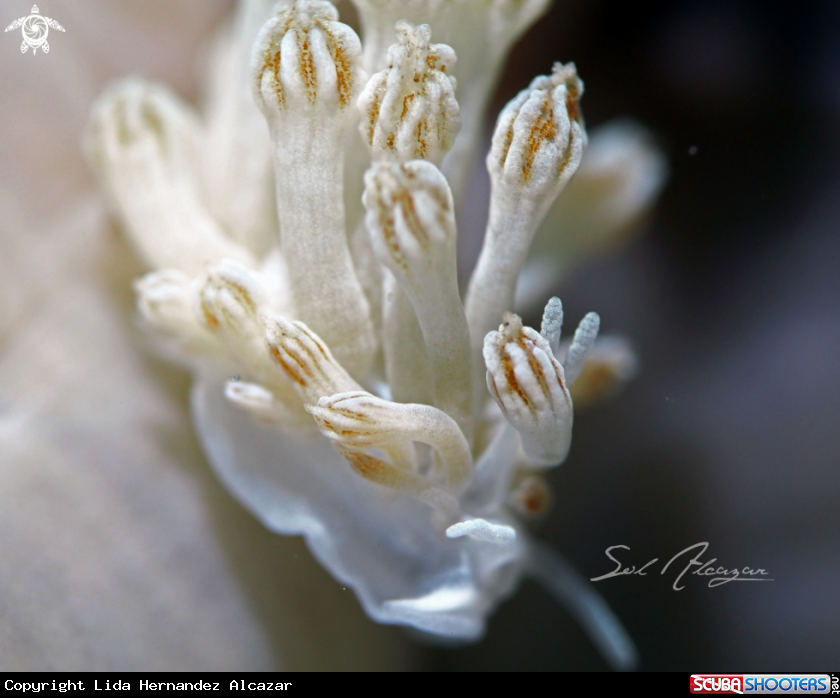 A Rudmani's nudibranch