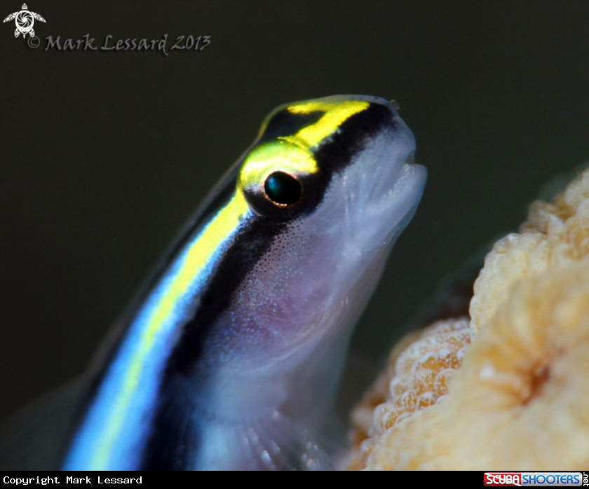 A Sharknose Cleaner Goby