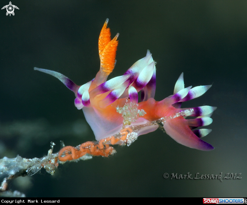 A Flabellina