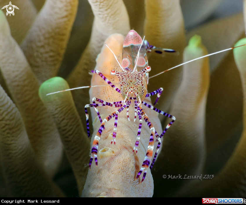 A Spotted Cleaner Shrimp