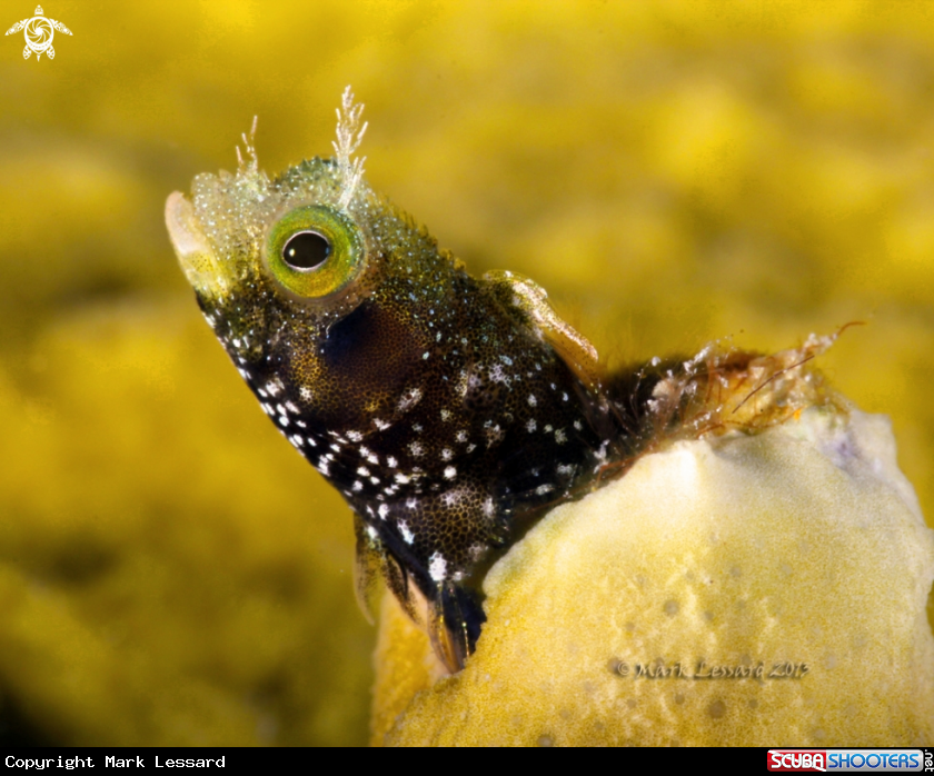 A Spinyhead Blenny