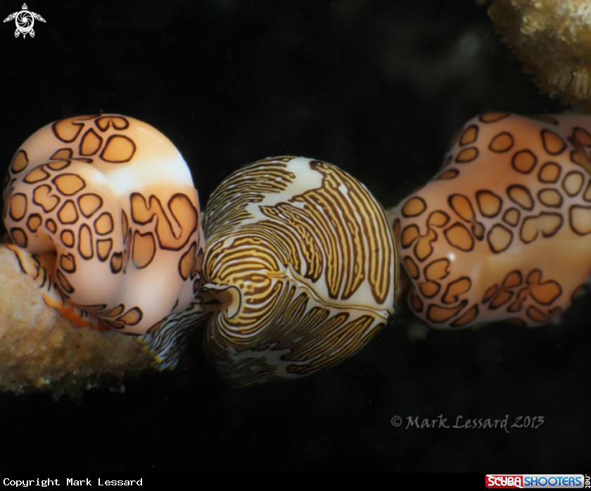 A Flamingo Tongue and Fingerprint
