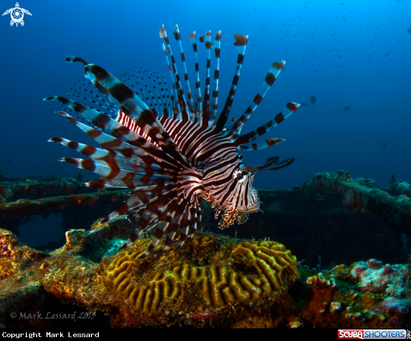 A Lion Fish