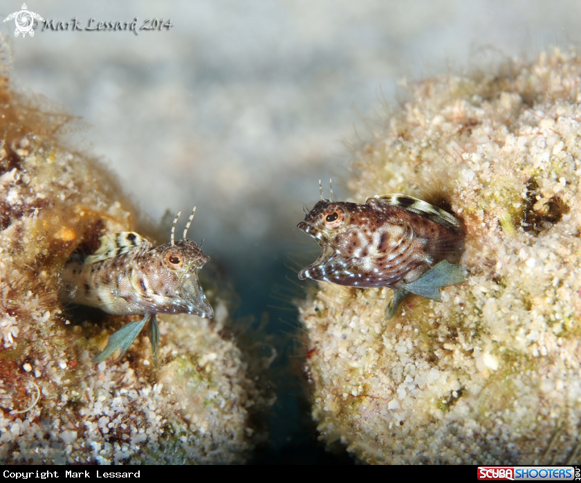 A Sailfin Blennies