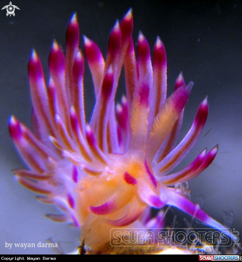 A Flabellina rubrolineata 