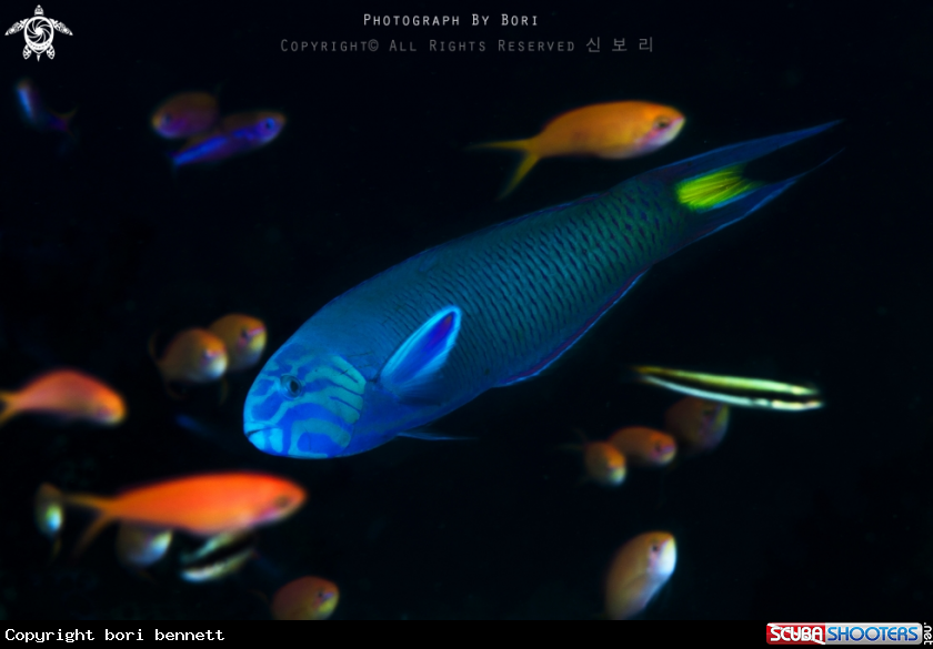 A Moon Wrasse