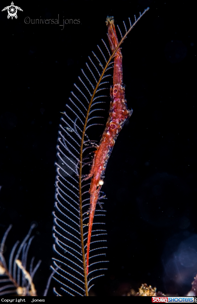 A Ocellated Tozeuma Shrimp
