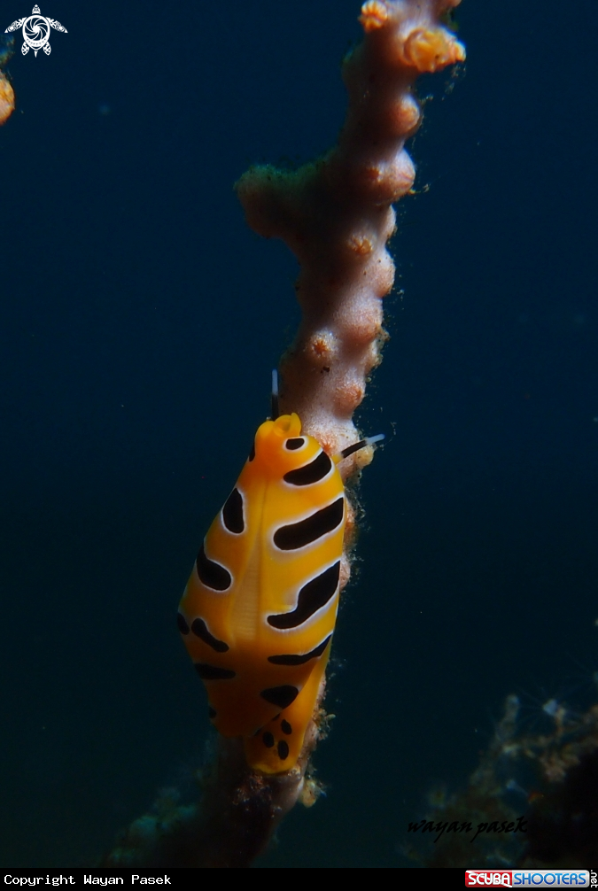 A tiger cowrie