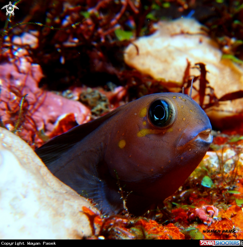 A Blenny
