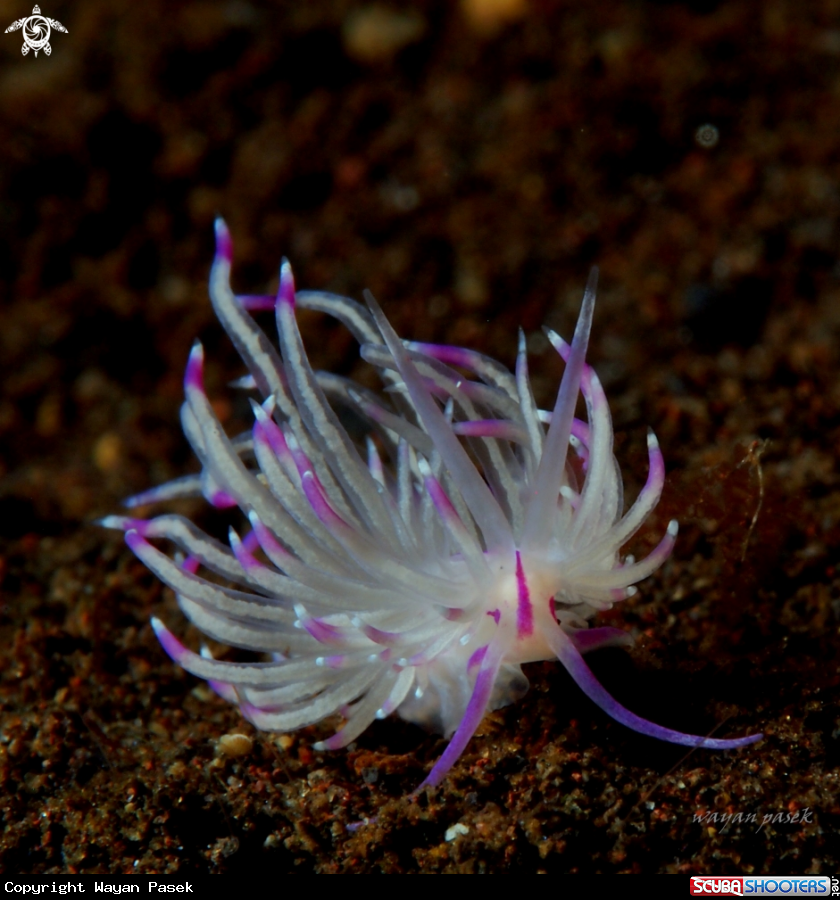 A Flabellina