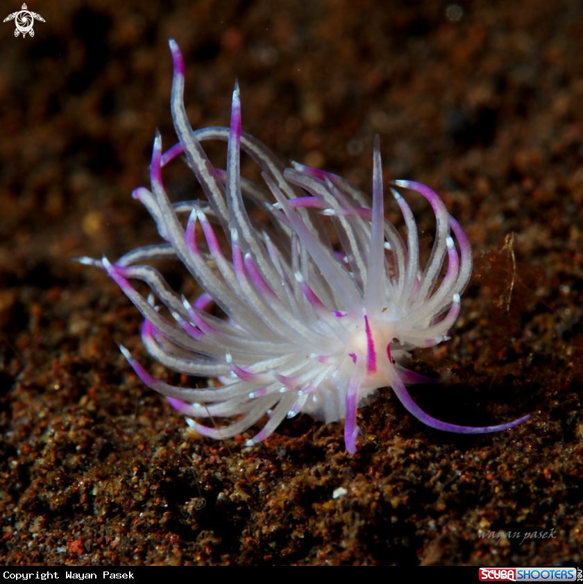 A Flabellina