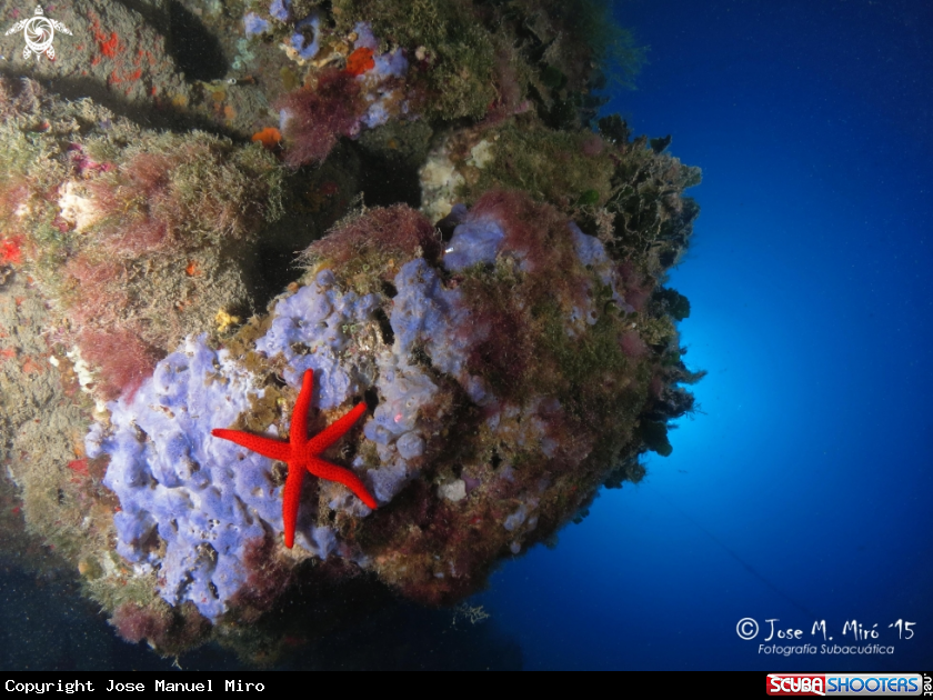 A Seastar 
