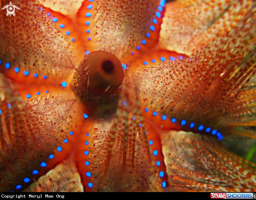 A Fire Urchin 