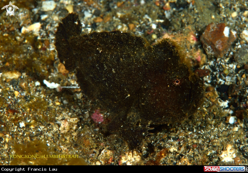 A Frogfish