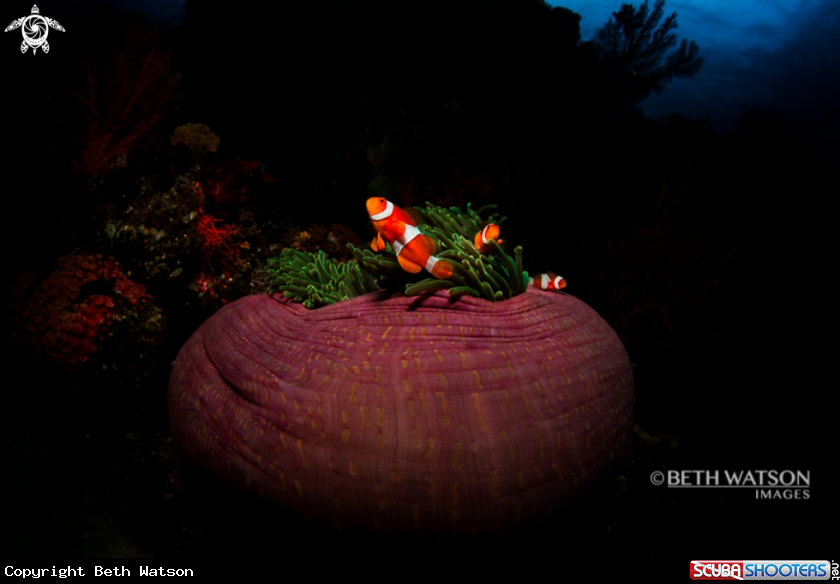 A Anemone fish