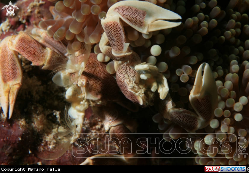 A Porcelain Crab