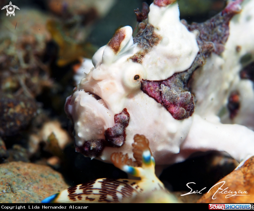 A frogfish