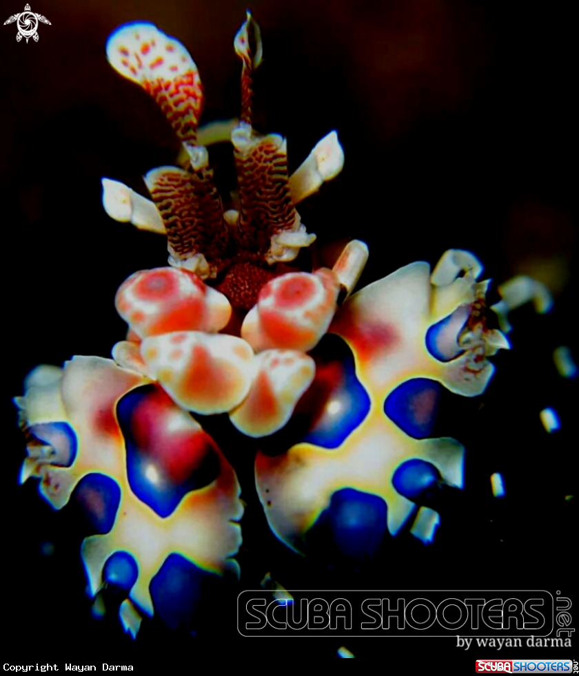 A Harlequin 