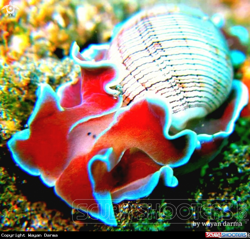 A Micromelo undatus 