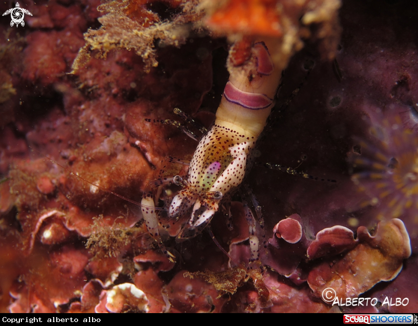 A gamba periclimenes