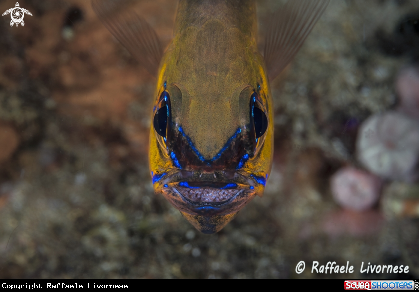A Cardinal fish with eggs