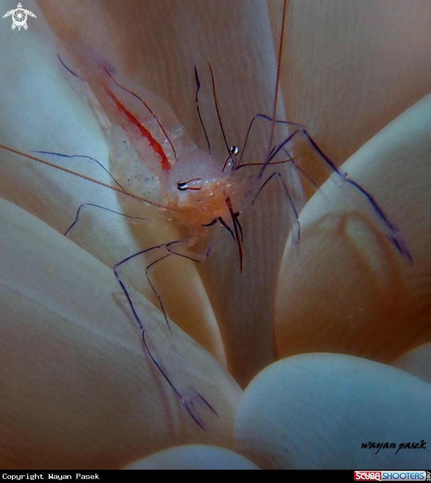 A Bubble coral shrimp