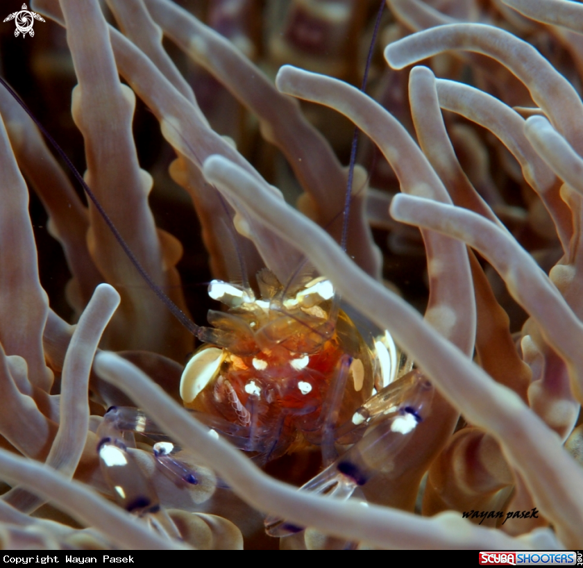 A Anemone shrimp
