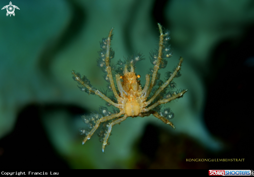 A Decorator crab