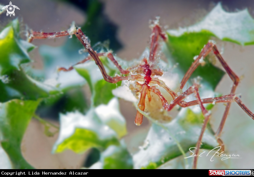 A sea spider