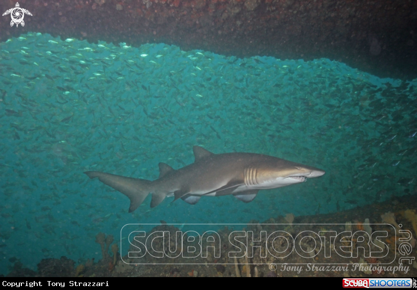 A Grey nurse shark