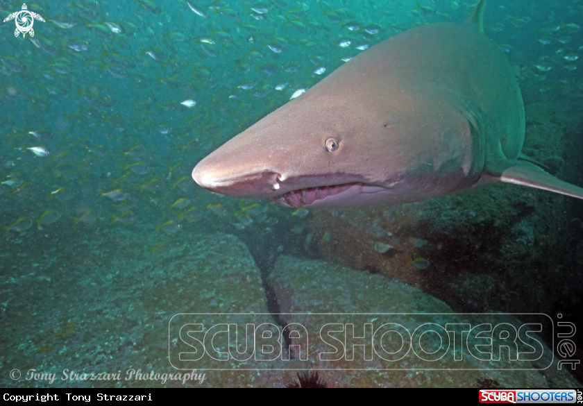 A Grey nurse shark