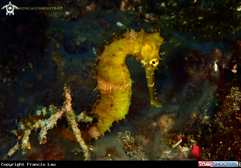 A Seahorse