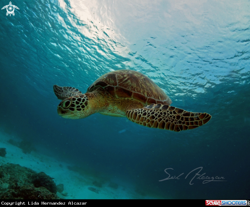 A Green turtle