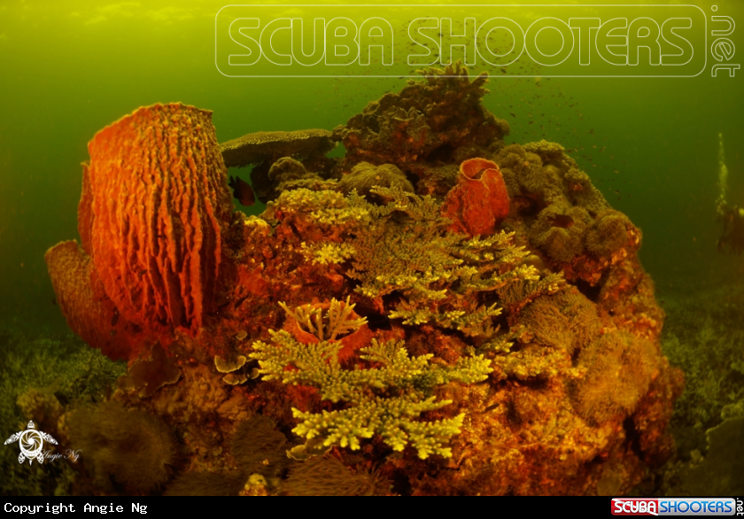 A Coral